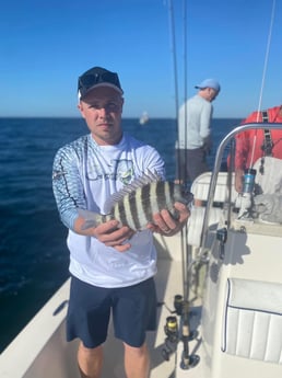 Sheepshead Fishing in Sarasota, Florida