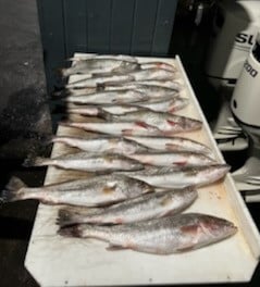 Speckled Trout / Spotted Seatrout fishing in Galveston, Texas