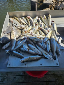 Fishing in Sulphur, Louisiana