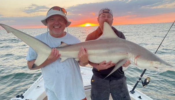 Blacktip Shark Fishing in Tampa, Florida