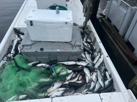 Mullet Snapper Fishing in Bradenton, Florida