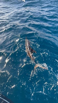 Fishing in Key Largo, Florida