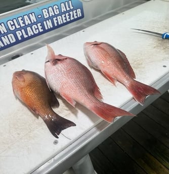 Mangrove Snapper, Red Snapper Fishing in Destin, Florida