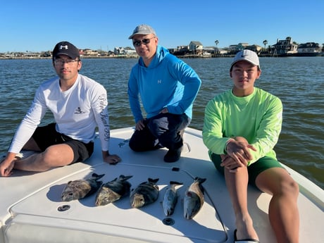 Sheepshead fishing in Galveston, Texas