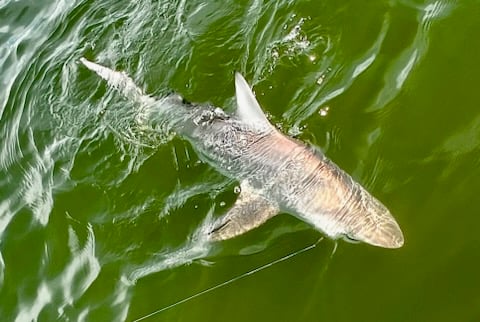 Fishing in Tampa, Florida