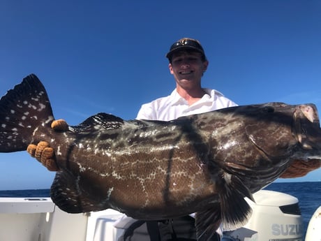 Black Grouper fishing in Islamorada, Florida