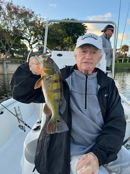 Peacock Bass Fishing in Delray Beach, Florida