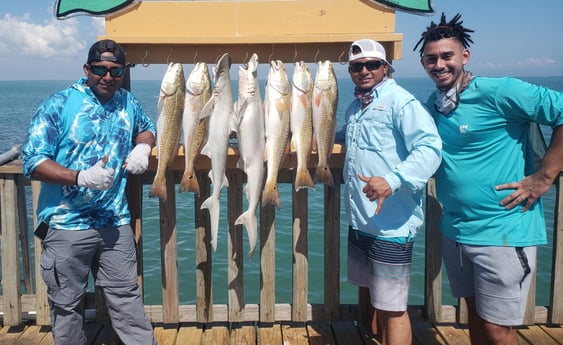 Bonnethead Shark, Redfish fishing in Port Isabel, Texas