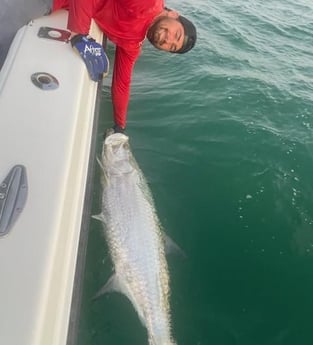 Tarpon Fishing in St. Petersburg, Florida