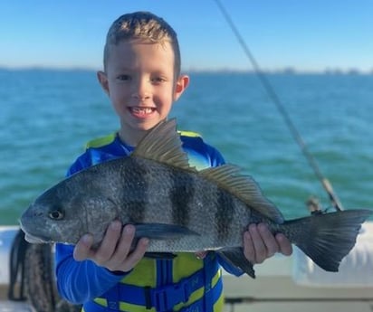 Black Drum Fishing in Sarasota, Florida