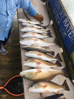 Redfish, Speckled Trout / Spotted Seatrout fishing in Rio Hondo, Texas