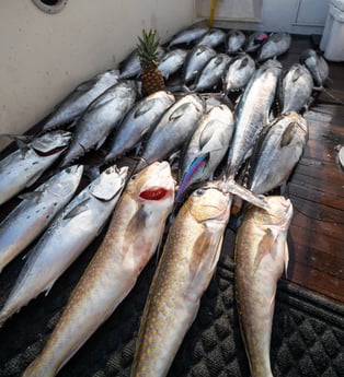 Blackfin Tuna, Little Tunny / False Albacore, Tilefish, Wahoo fishing in Galveston, Texas