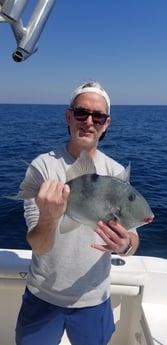 Triggerfish fishing in Destin, Florida