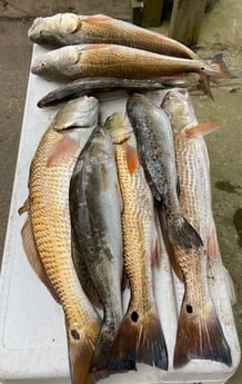 Redfish, Speckled Trout / Spotted Seatrout fishing in Galveston, Texas