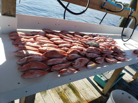 Red Snapper fishing in Orange Beach, Alabama