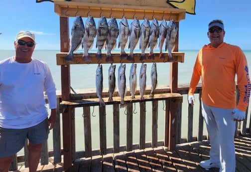 Black Drum, Speckled Trout / Spotted Seatrout fishing in Port Isabel, Texas