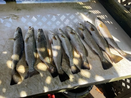 Speckled Trout / Spotted Seatrout fishing in Rockport, Texas