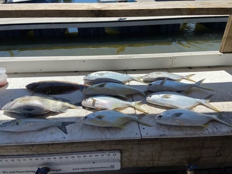 Fishing in Orange Beach, Alabama