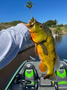 Peacock Bass Fishing in Boca Raton, Florida