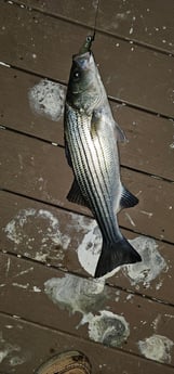 Fishing in Stone Harbor, New Jersey