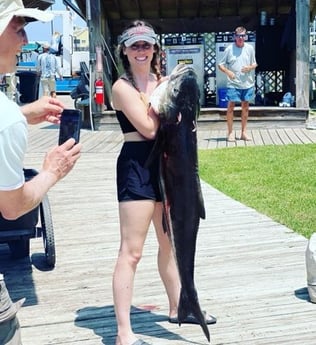 Cobia fishing in Gulf Shores, Alabama