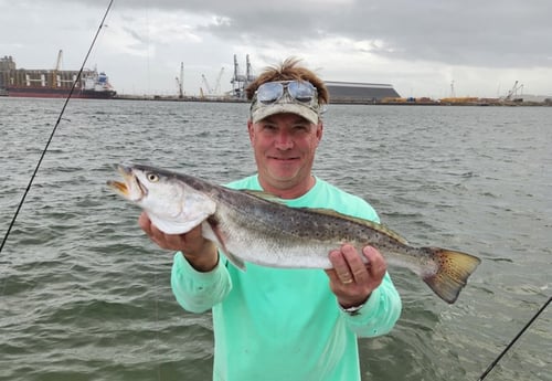 Speckled Trout / Spotted Seatrout Fishing in Galveston, Texas