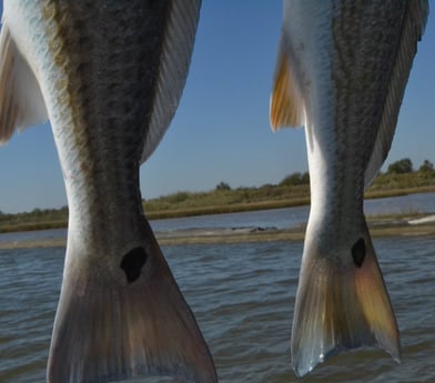 Redfish fishing in Galveston, Texas