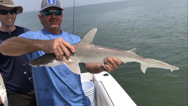 Bonnethead Shark fishing in Galveston, Texas