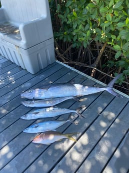 Tarpon fishing in Carolina, Carolina