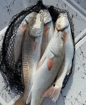 Redfish fishing in South Padre Island, Texas