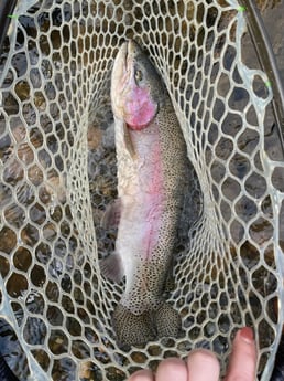 Rainbow Trout Fishing in Broken Bow, Oklahoma