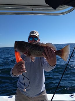 Gag Grouper fishing in Clearwater, Florida