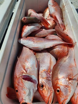 Red Snapper Fishing in Port Isabel, Texas