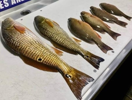 Mangrove Snapper, Redfish fishing in Destin, Florida