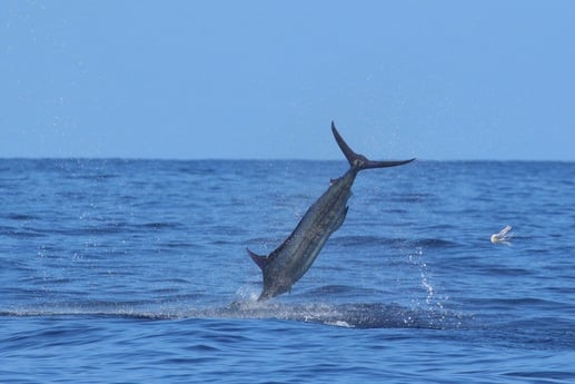 Swordfish Fishing in Fort Lauderdale, Florida