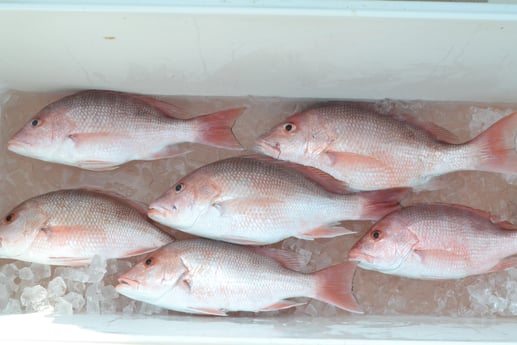 Red Snapper fishing in South Padre Island, Texas