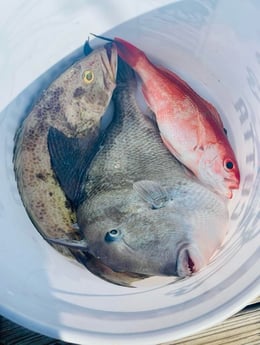 Fishing in Destin, Florida