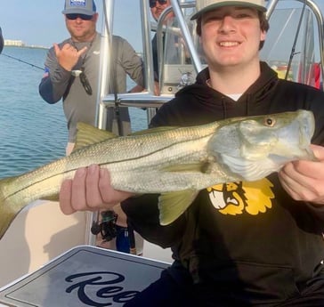 Snook fishing in Sarasota, Florida