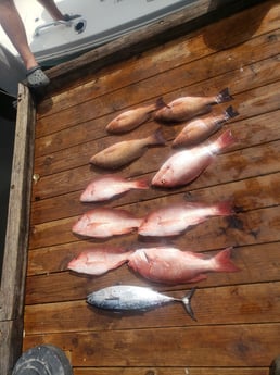 Little Tunny / False Albacore, Mangrove Snapper, Red Snapper fishing in Pensacola, Florida