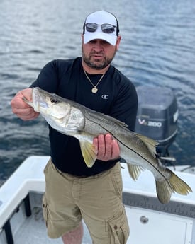 Snook fishing in Tampa, Florida