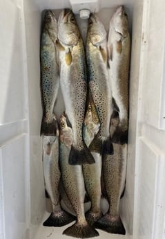 Speckled Trout Fishing in Corpus Christi, Texas