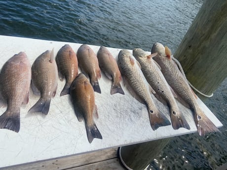 Fishing in Gulf Shores, Alabama