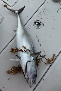 Fishing in Jupiter, Florida