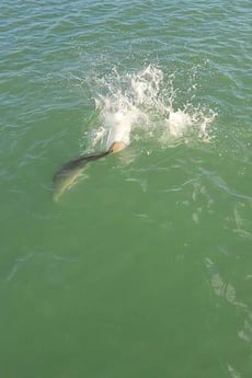 Redfish fishing in Port O&#039;Connor, Texas