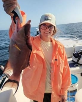 Hogfish Fishing in Clearwater, Florida