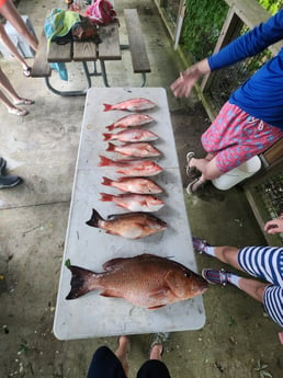 Mangrove Snapper, Red Snapper Fishing in Pensacola, Florida