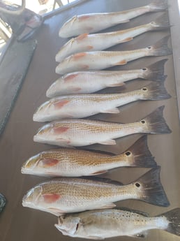 Redfish Fishing in Galveston, Texas