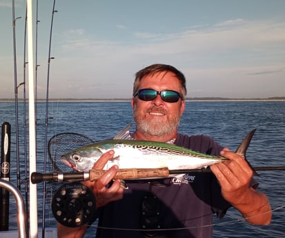 Little Tunny / False Albacore fishing in Trails End Road, Wilmington, N, North Carolina