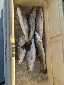 Speckled Trout Fishing in Rockport, Texas