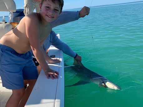 Great White Shark Fishing in Islamorada, Florida